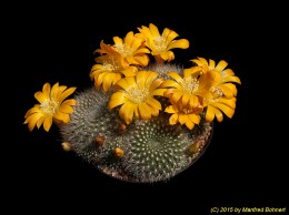 Rebutia senilis WR167 1810